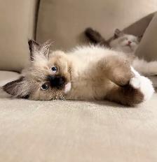 Purebred Ragdoll kitten - Photo 7