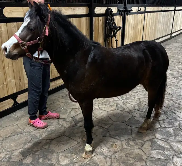4 year old miniature mare