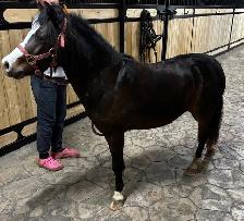 4 year old miniature mare