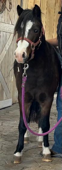 4 year old miniature mare - Photo 2