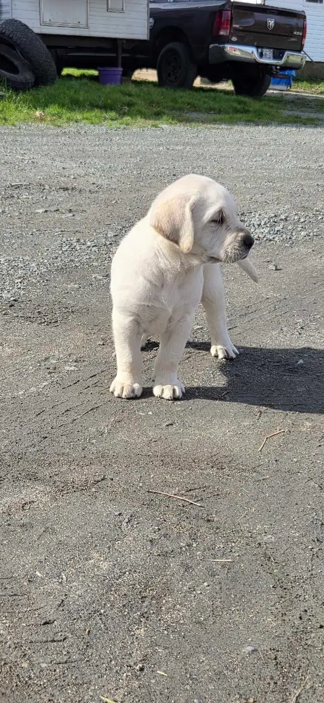 Beautiful Labrador Retriever Puppies For Sale