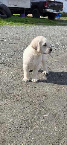 Beautiful Labrador Retriever Puppies For Sale