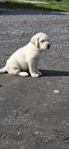 Beautiful Labrador Retriever Puppies For Sale - Photo 2