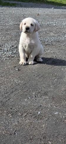 Beautiful Labrador Retriever Puppies For Sale - Photo 3