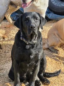 Beautiful Labrador Retriever Puppies For Sale - Photo 4