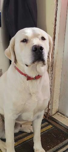 Beautiful Labrador Retriever Puppies For Sale - Photo 5