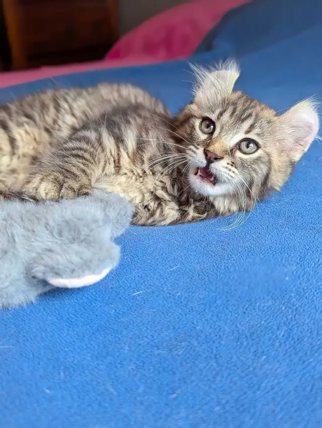 MAGNIFIQUE CHATON HIGHLAND LYNX ET ANGORA PRÊTE MAINTENANT