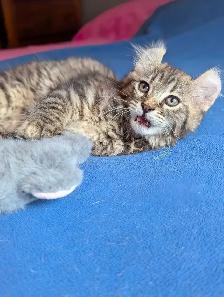 MAGNIFIQUE CHATON HIGHLAND LYNX ET ANGORA PRÊTE MAINTENANT