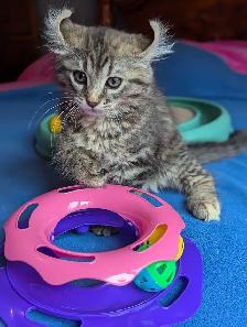 MAGNIFIQUE CHATON HIGHLAND LYNX ET ANGORA PRÊTE MAINTENANT - Photo 2