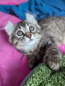 MAGNIFIQUE CHATON HIGHLAND LYNX ET ANGORA PRÊTE MAINTENANT - Photo 3