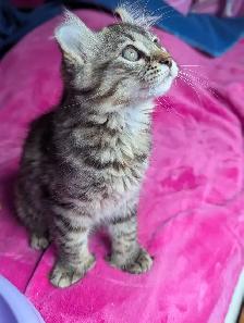 MAGNIFIQUE CHATON HIGHLAND LYNX ET ANGORA PRÊTE MAINTENANT - Photo 6
