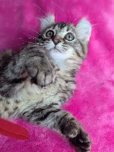 MAGNIFIQUE CHATON HIGHLAND LYNX ET ANGORA PRÊTE MAINTENANT - Photo 7
