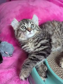 MAGNIFIQUE CHATON HIGHLAND LYNX ET ANGORA PRÊTE MAINTENANT - Photo 8