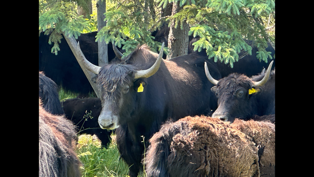 Yak Meat Bulk Orders