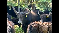 Yak Meat Bulk Orders