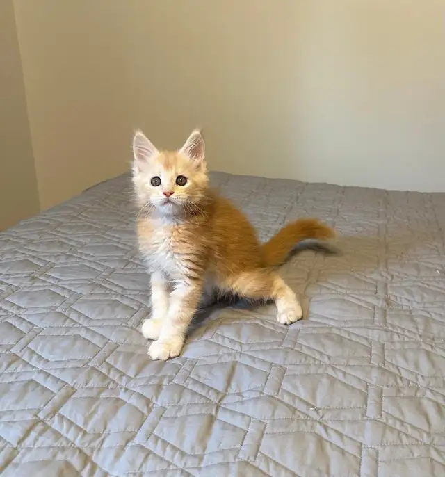 Maine Coon kittens, purebred