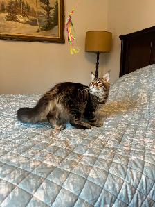 Maine Coon kittens, purebred - Photo 3