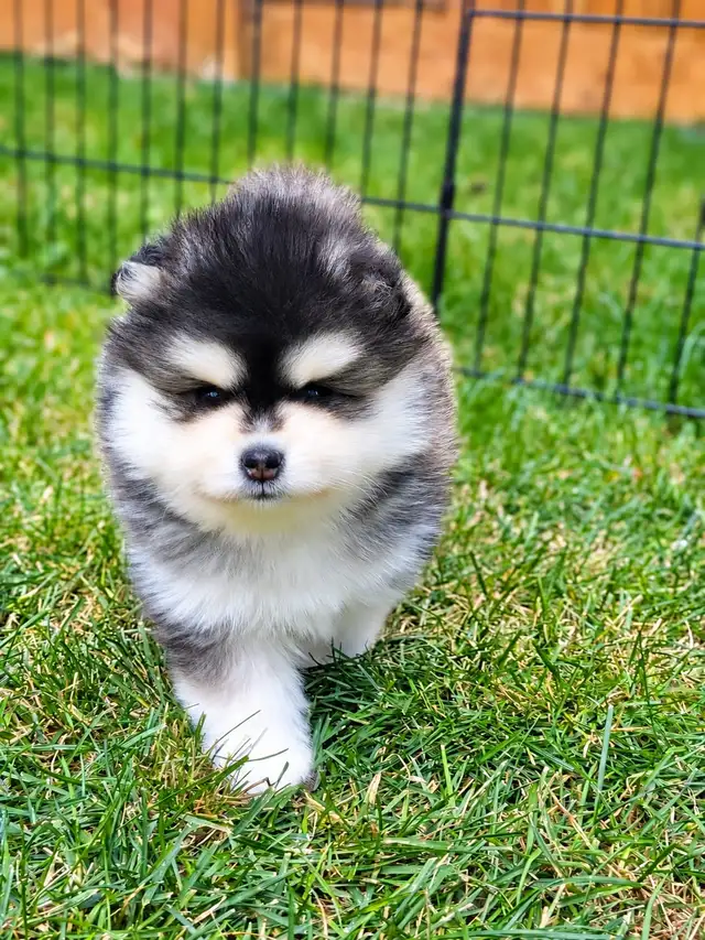 3 Adorable Pomsky Puppies 2 Male 1 Female