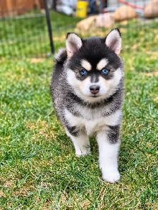 3 Adorable Pomsky Puppies 2 Male 1 Female - Photo 2