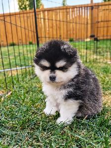 3 Adorable Pomsky Puppies 2 Male 1 Female - Photo 5
