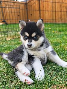 3 Adorable Pomsky Puppies 2 Male 1 Female - Photo 6