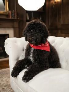 Caniche Royal 6 mois