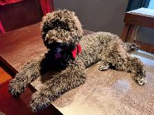 Caniche Royal 6 mois - Photo 2