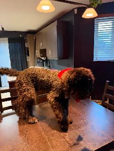 Caniche Royal 6 mois - Photo 3