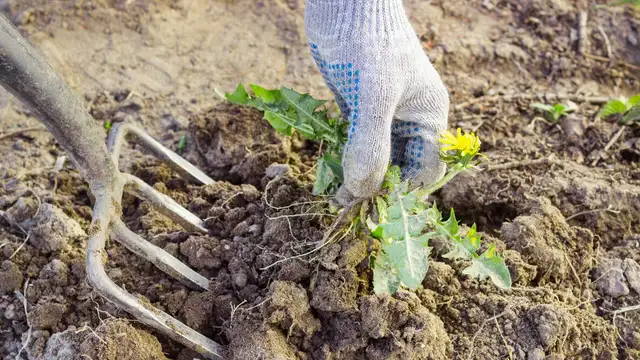 Looking for a student to do some light gardening