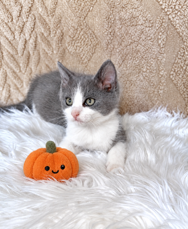 Cute & Cuddly Kittens – Russian Blue x Ragdoll