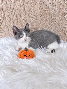Cute & Cuddly Kittens – Russian Blue x Ragdoll - Photo 2