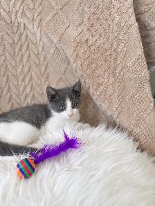 Cute & Cuddly Kittens – Russian Blue x Ragdoll - Photo 3