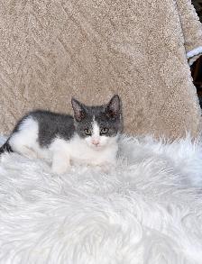 Cute & Cuddly Kittens – Russian Blue x Ragdoll - Photo 4