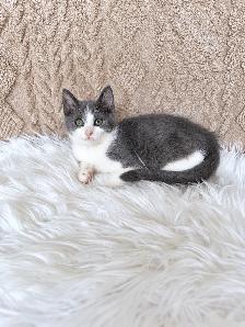 Cute & Cuddly Kittens – Russian Blue x Ragdoll - Photo 5