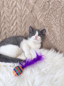 Cute & Cuddly Kittens – Russian Blue x Ragdoll - Photo 6