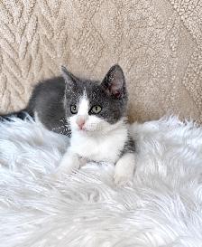 Cute & Cuddly Kittens – Russian Blue x Ragdoll - Photo 7