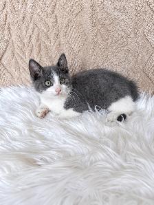 Cute & Cuddly Kittens – Russian Blue x Ragdoll - Photo 8