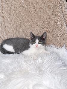 Cute & Cuddly Kittens – Russian Blue x Ragdoll - Photo 9