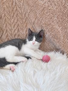 Cute & Cuddly Kittens – Russian Blue x Ragdoll - Photo 10