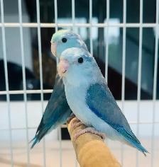 parent raised parrotlets - Photo 3