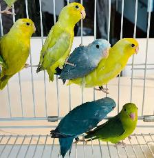 parent raised parrotlets - Photo 5