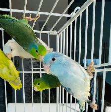parent raised parrotlets - Photo 7