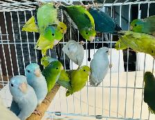 parent raised parrotlets - Photo 8