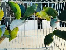 parent raised parrotlets - Photo 9