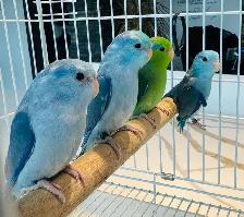 parrotlets - Photo 7