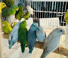 Beautiful parrotlets - Photo 2