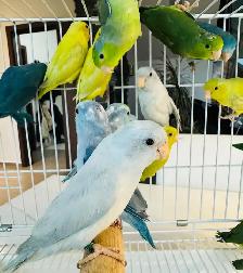 Beautiful parrotlets - Photo 6
