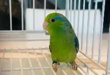 Beautiful parrotlets - Photo 7