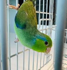 Beautiful parrotlets - Photo 8