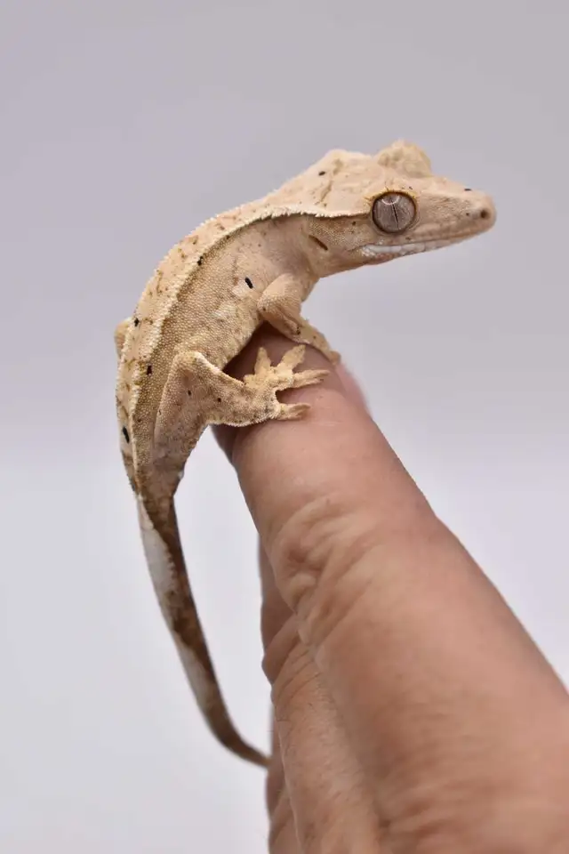 Crested Geckos